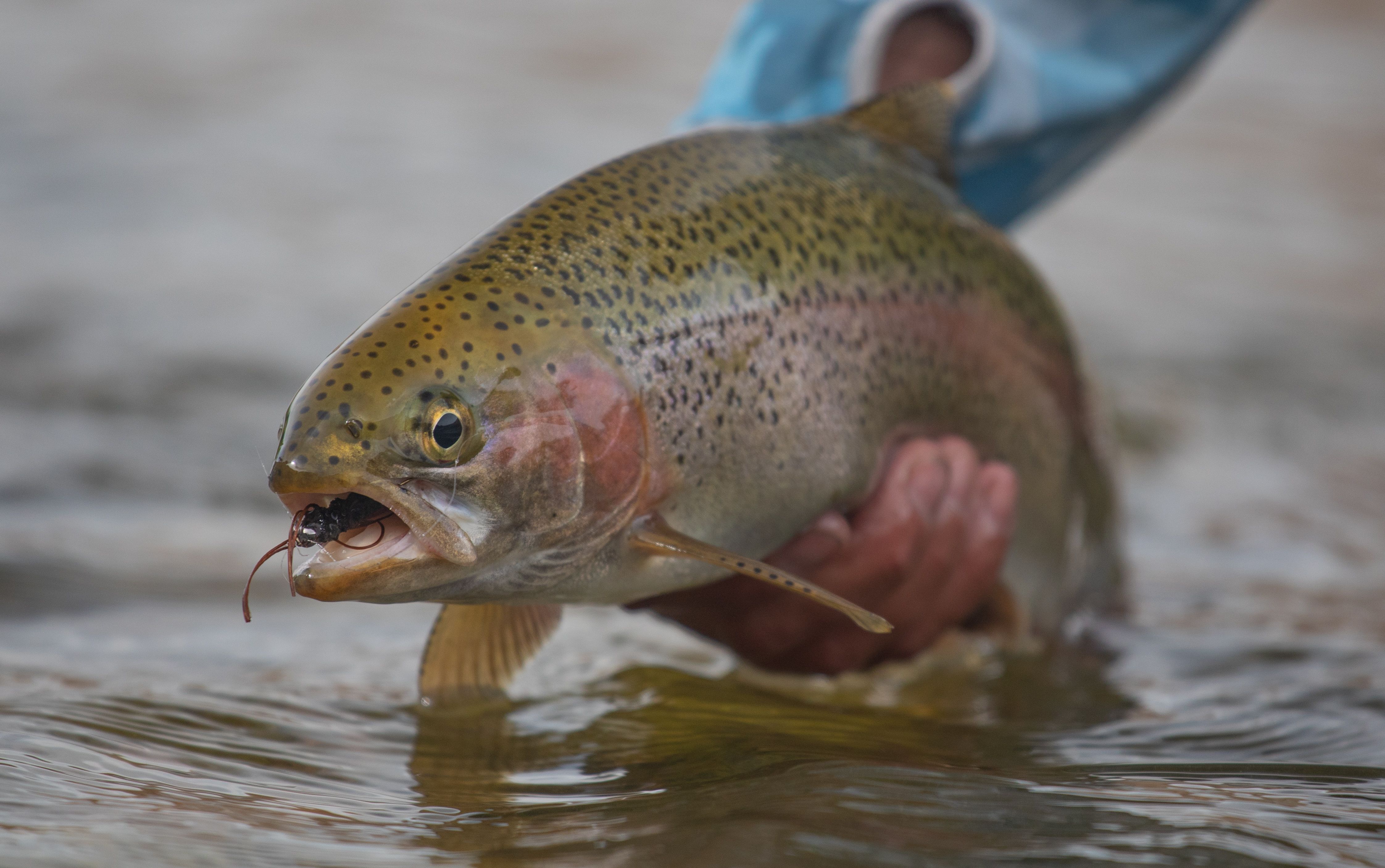 rainbow trout