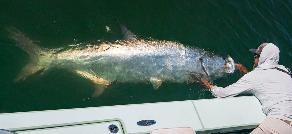 dave and tarpon 