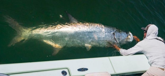 dave and tarpon 