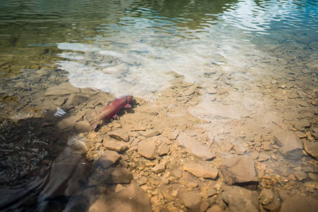 trout underwater swimming off