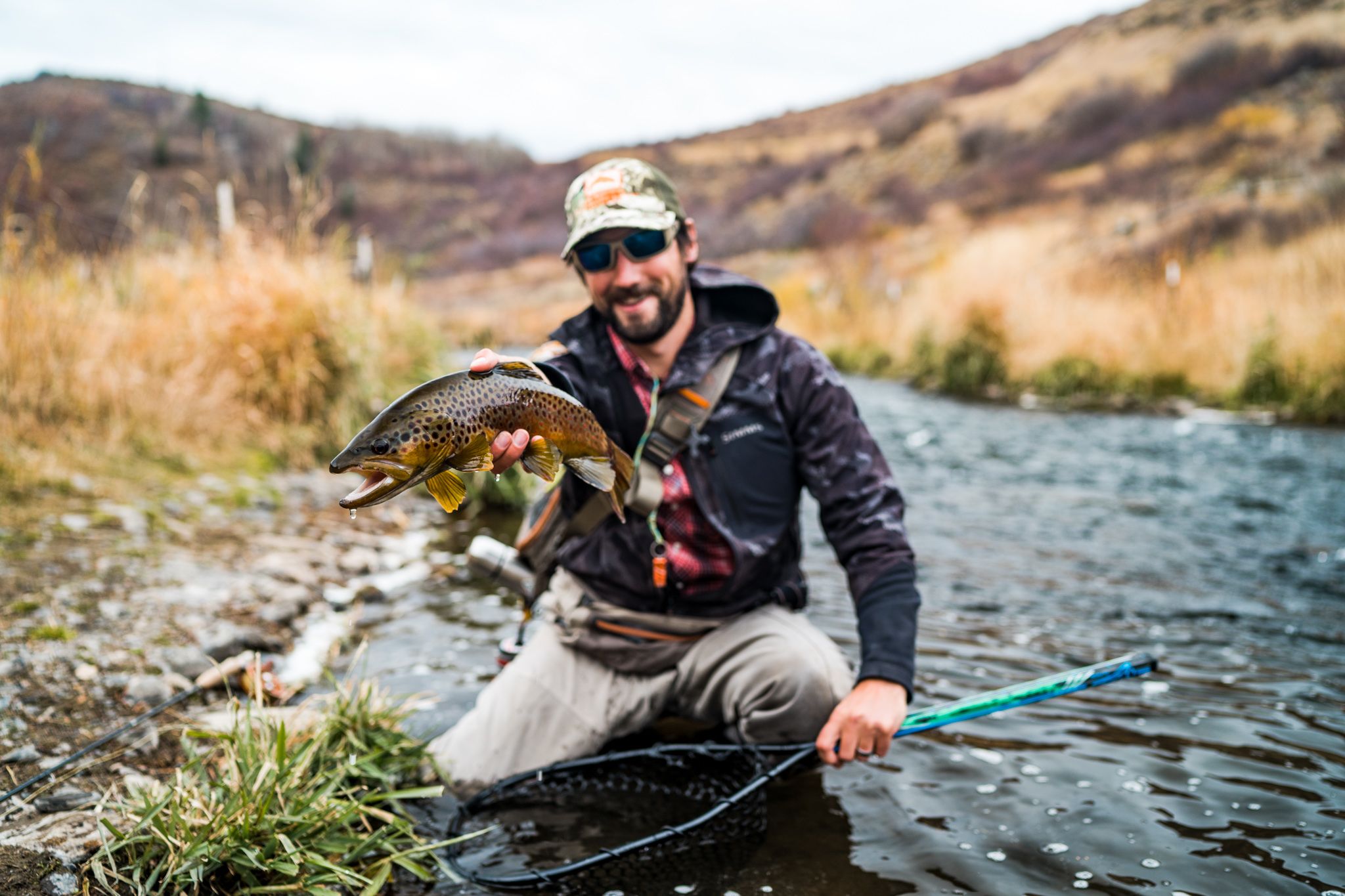 brown trout