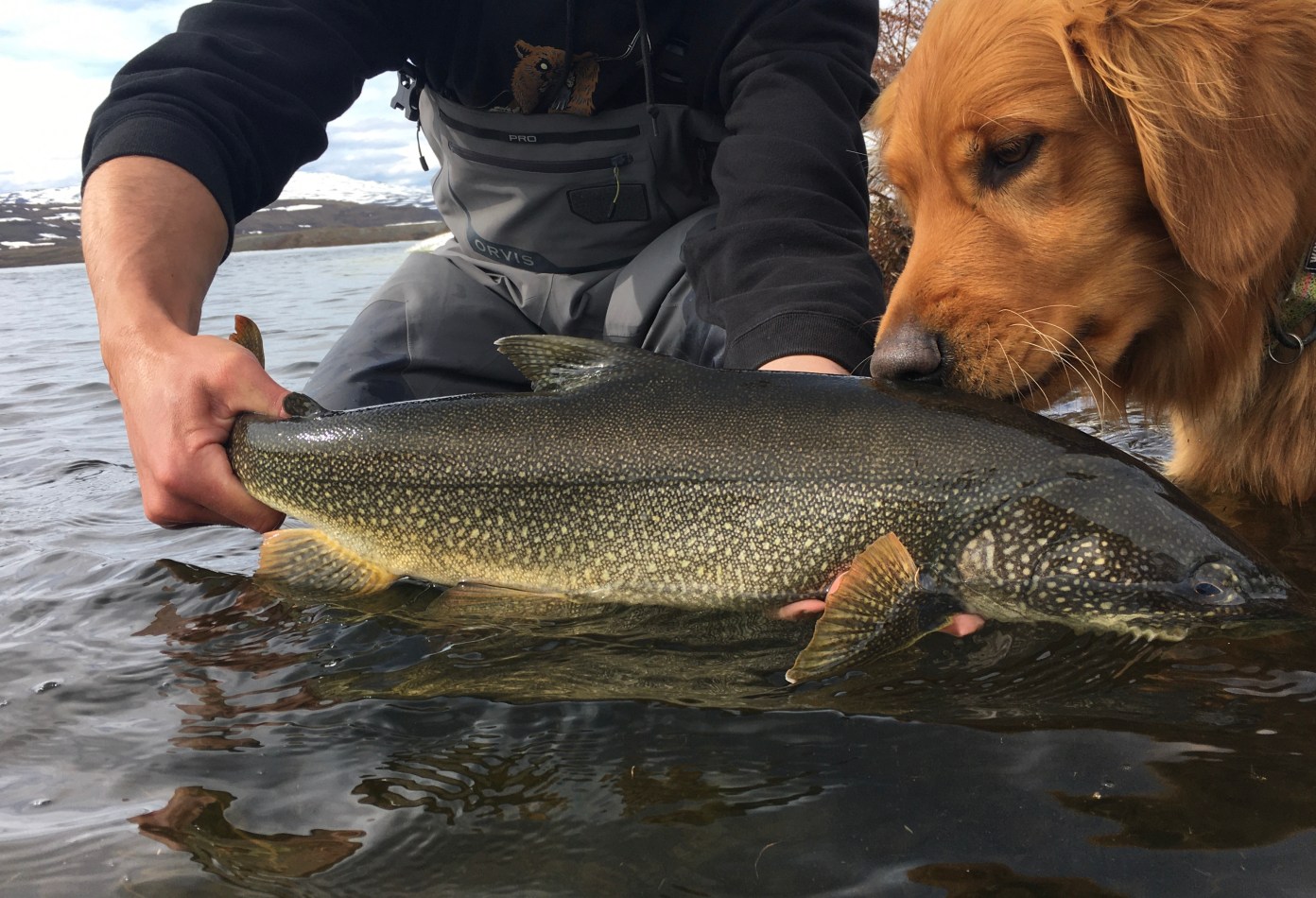 Chasing Mac’s – How to Catch Lake Trout on the Fly