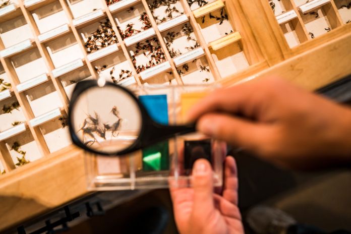 bugs under the microscope