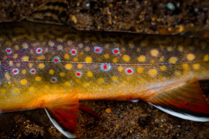 Brook trout flank