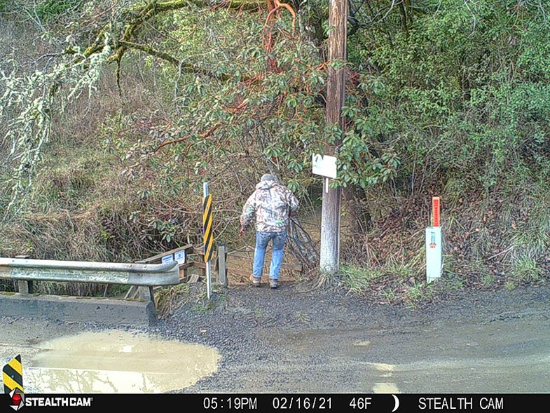 Oregon Poachers Steal Spawning, Brood-Stock Steelhead