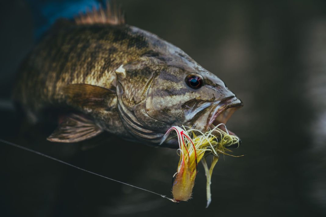 bass