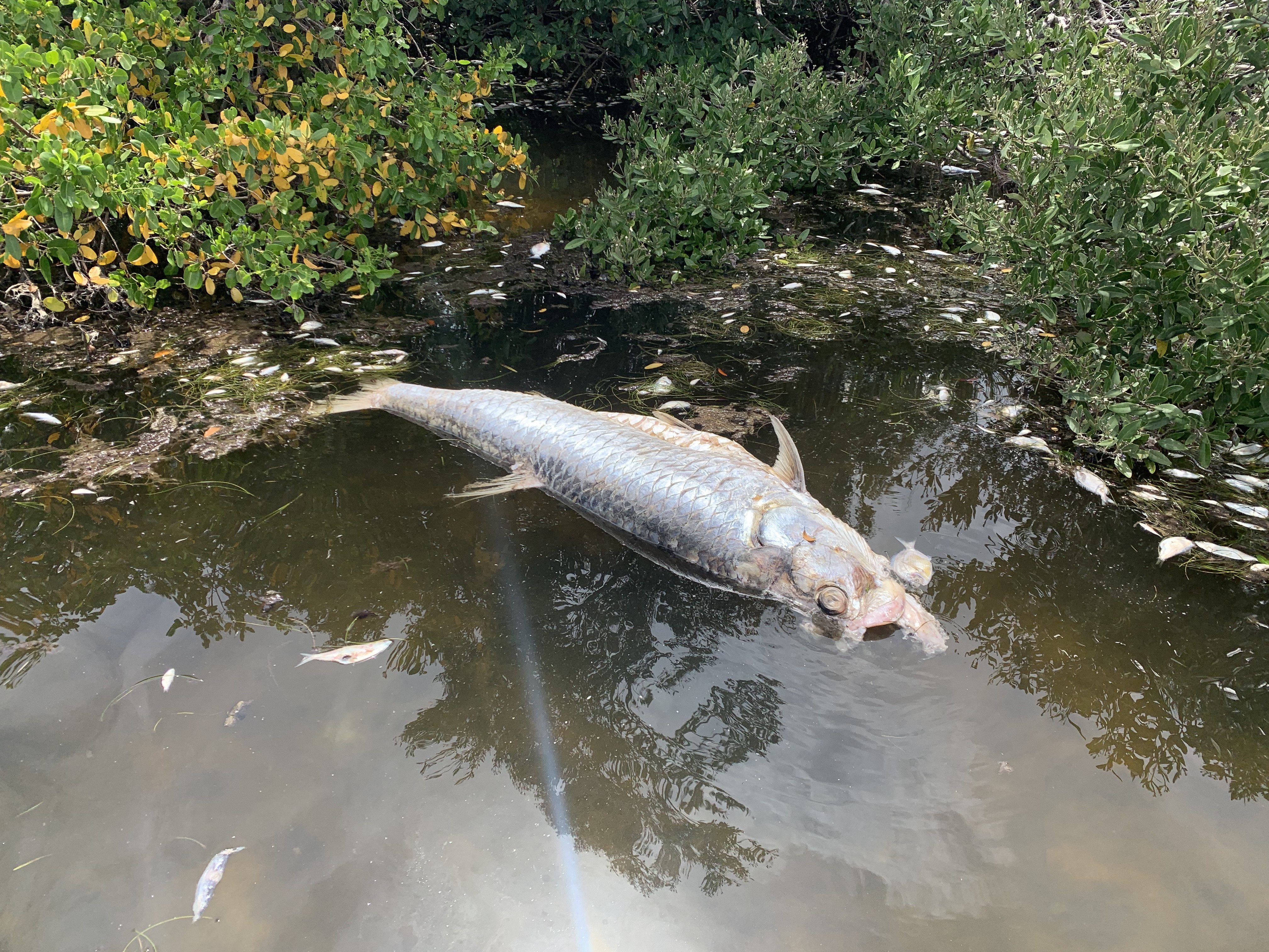 Tampa Bay Fish Kills, “Worst I’ve Ever Seen”