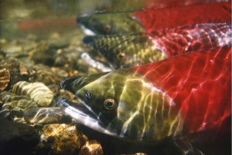 Historic Highs and Historic Lows: What is Going on With Alaska’s Salmon Returns?