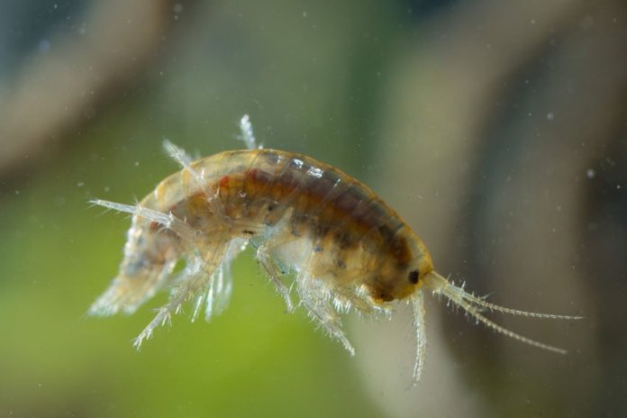 Scud Bug