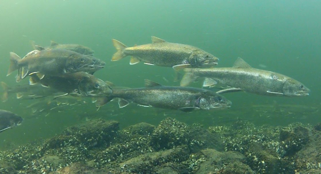 Lake Trout Naturally Reproduce in Lake Erie for the First Time in 60 Years