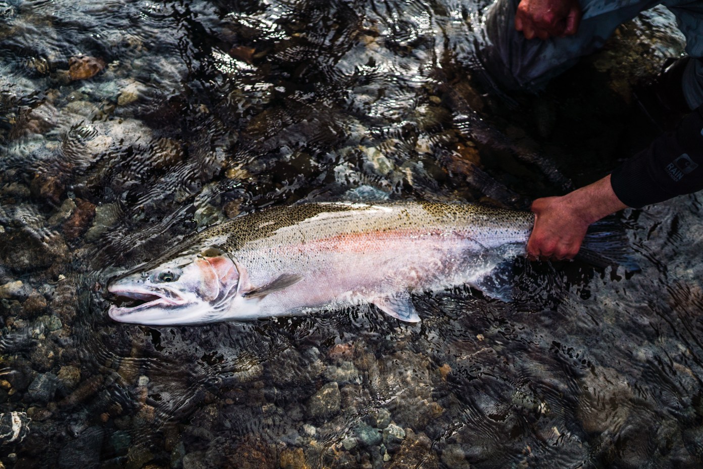Last Chance to Make Your Voice Heard Against Harvesting Wild Steelhead in Southern Oregon