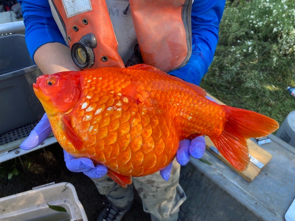 More Invasive Pet Fish Removed from Public Waters