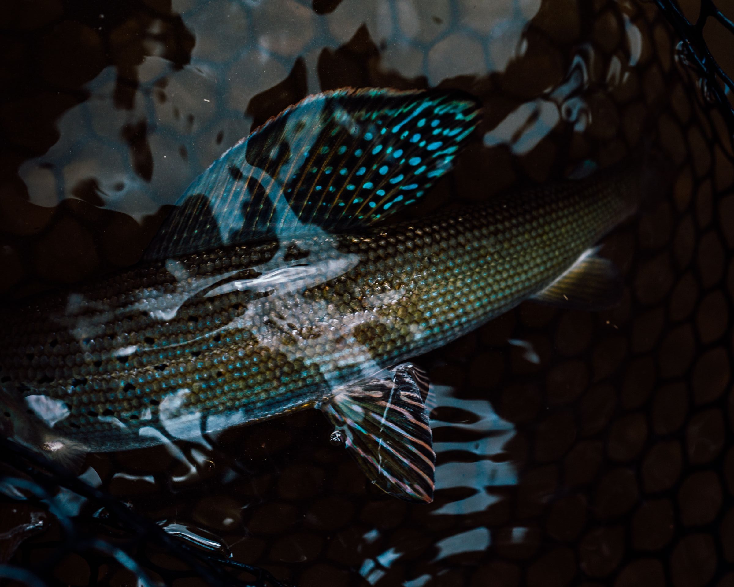 grayling in colorado
