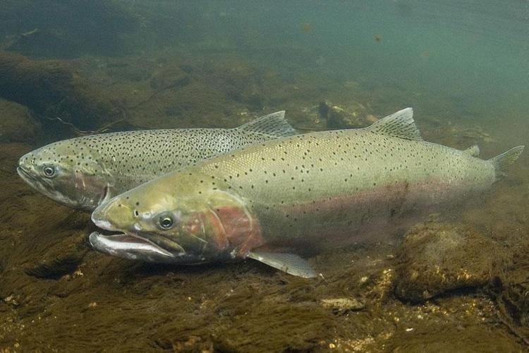 Oregon Steps Up Protections for Imperiled North Umpqua Summer Steelhead