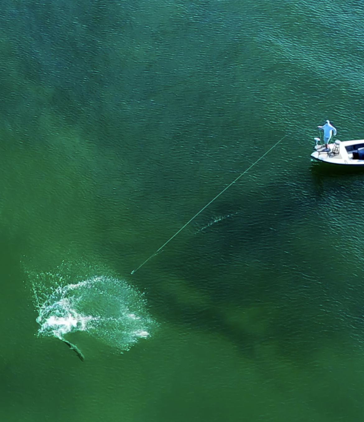 Reel of the Week: Of the ways to catch Tarpon