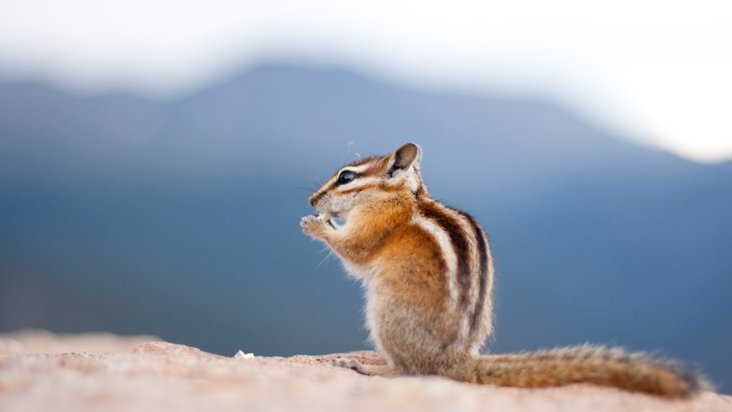 Chipmunk