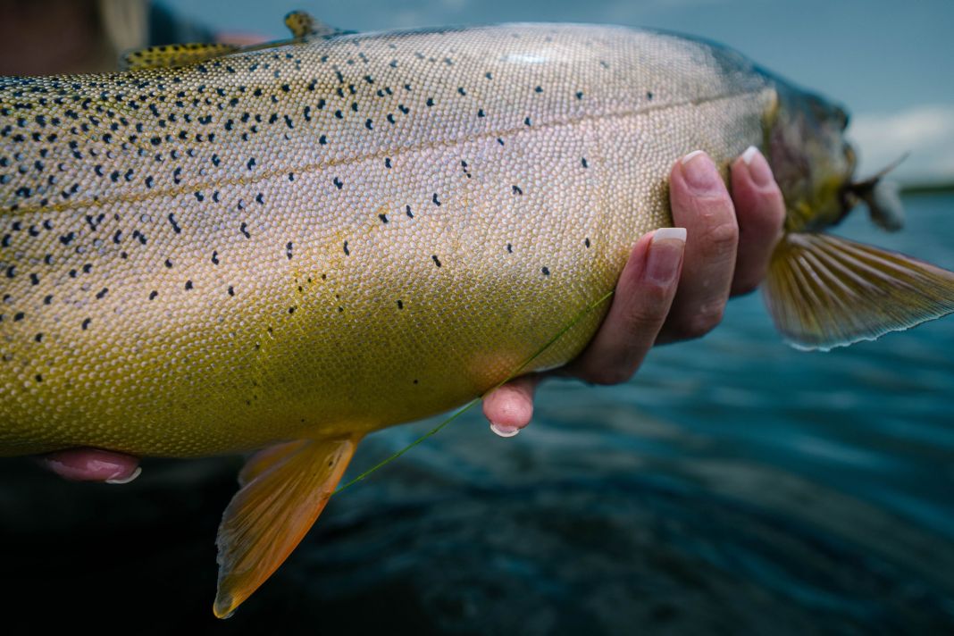 really big cutthroat trout caught in stillwater