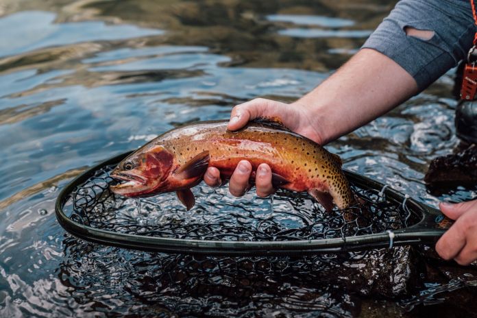 cutthroat trout in a lake 