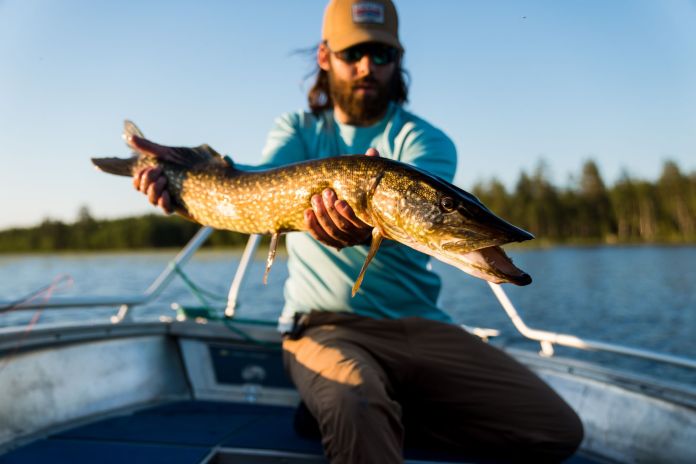 a pike caught on the fly 