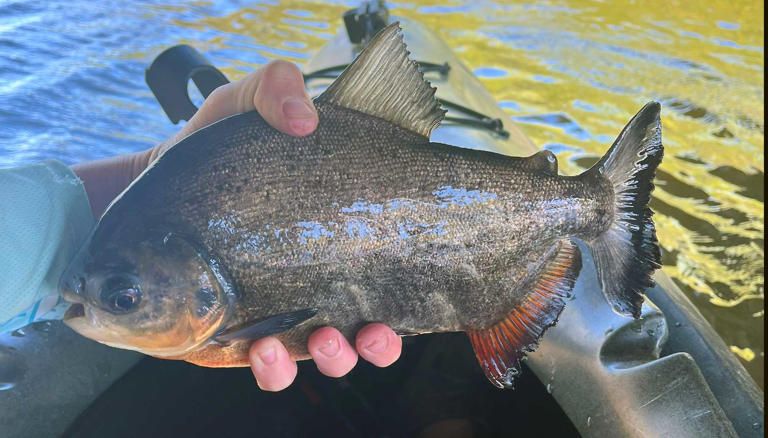 Teen Catches “Piranha-like” Fish in South Carolina Lake