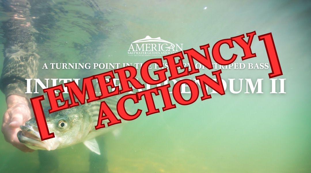 Striped Bass Conservation Prevails At the Atlantic States Marine Fisheries Commission