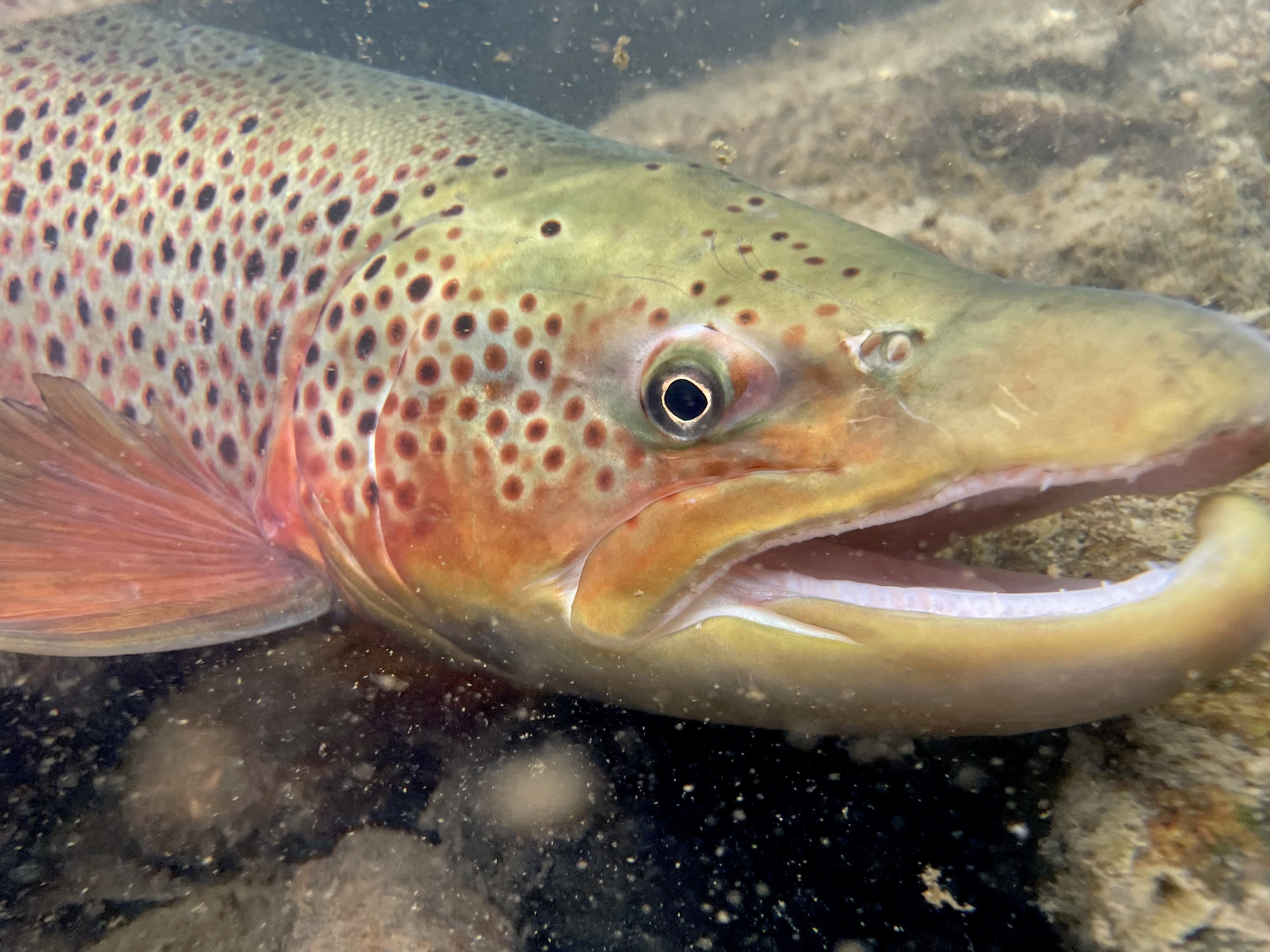 An Angry Old Brown
