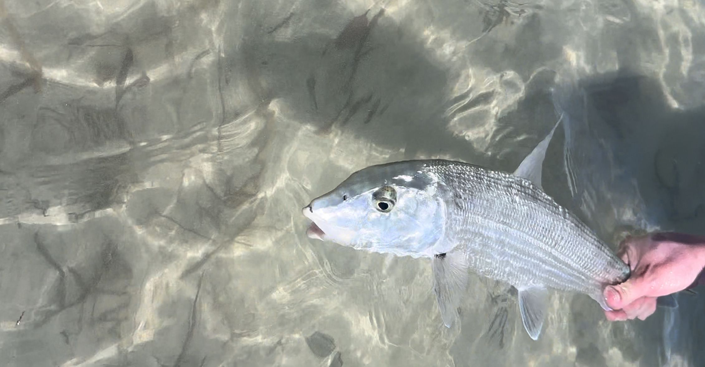 Beginners Guide to Flats Fishing
