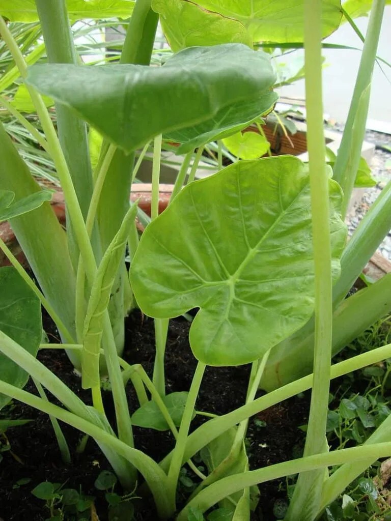The Ultimate Guide to eating fresh Vietnamese Herbs and Using Them in Your Kitchen 18 elephant ear stem