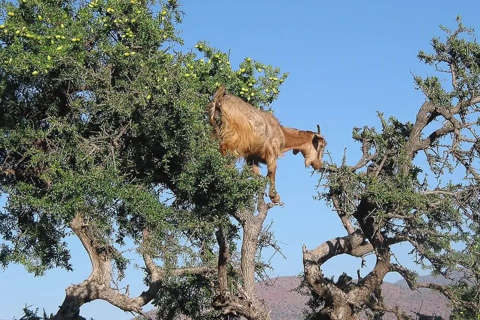 Amlou Recipe- Prepare a Delicious Moroccan Almond Spread in 30 Minutes at Home 3 goats eating argan tree