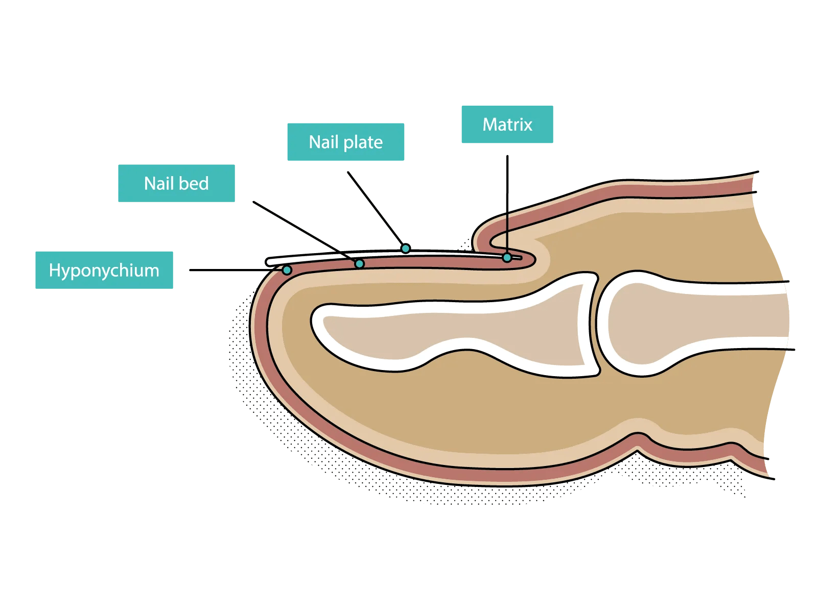 Common nail conditions