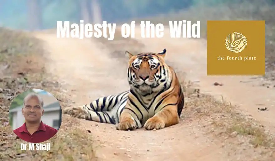 The tiger (Panthera tigris), one of the most magnificent creatures in the animal kingdom, stands as a symbol of power, strength, and grace. As the largest member of the cat family, it has long fascinated humans with its majestic appearance and elusive behavior. 
