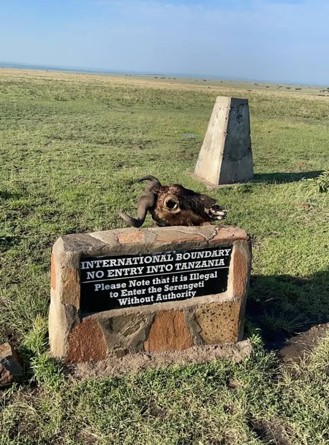 Recent research reveals that the wildebeest migration plays a surprising role in combating climate change. As these massive herds move through the Serengeti-Mara ecosystem, their grazing habits reduce the size and frequency of savanna wildfires. By consuming dry grass that would otherwise fuel fires, the migration prevents the release of stored carbon and actually promotes soil carbon accumulation.