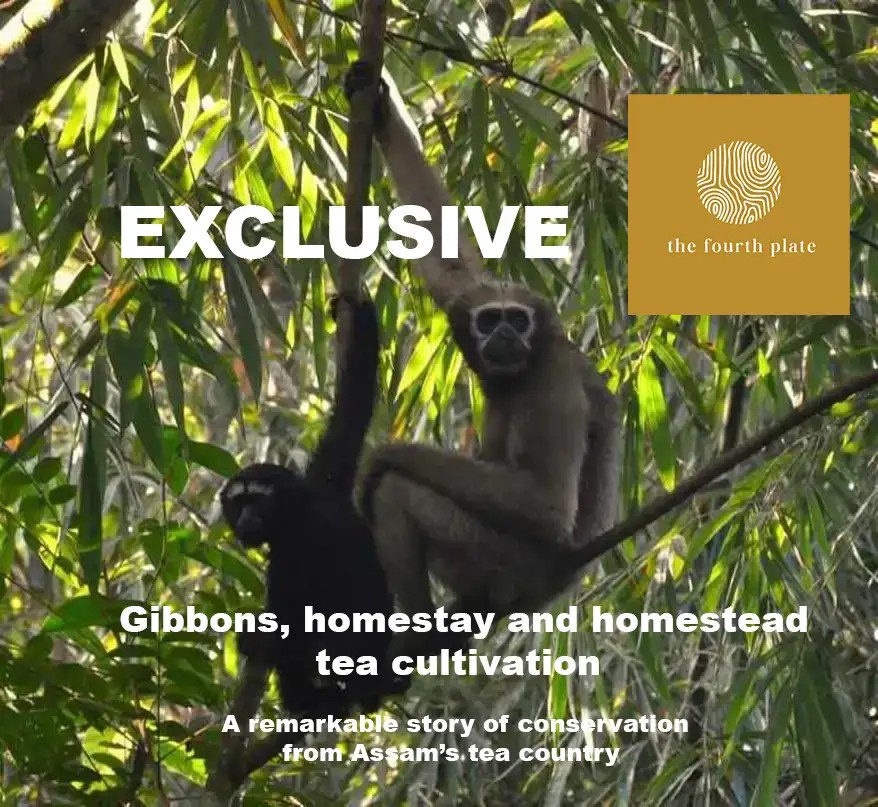 Gibbons, homestay and homestead tea cultivation: A remarkable story of conservation from Assam’s tea country