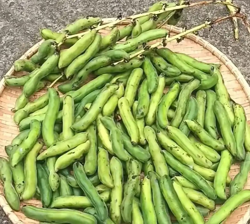 This crop is called Mucuna Pruriens, also velvet bean or cowhage. It has been part of traditional diets and farming systems for centuries. Yet despite its extraordinary benefits, it remains largely overlooked in modern agriculture. Mucuna pruriens is a fast-growing annual or perennial vine, that can reach up to 15meters in length. It grows best in well-drained soils but adapts to a range of soil types, including sandy or acidic soils.