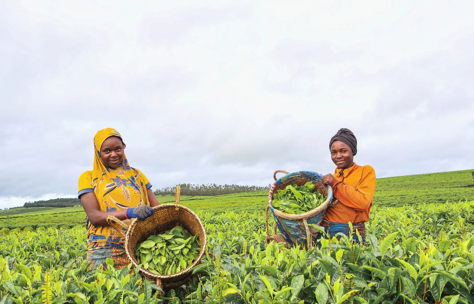 women harvesting tea leaves in vibrant field