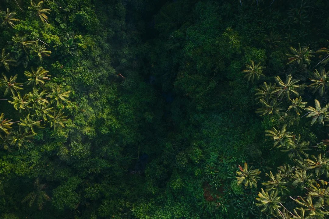 Aerial view of a lush green rainforest