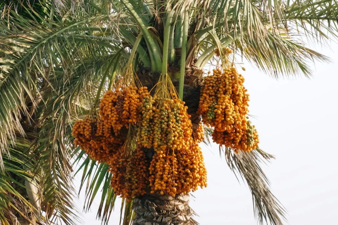 Bunches of ripe dates on a palm tree