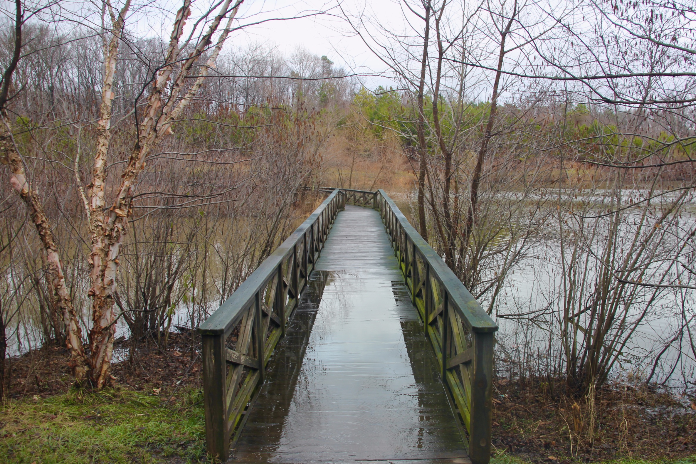 A wet, wooden bridge surrounding by trees and a lake in Virginia.