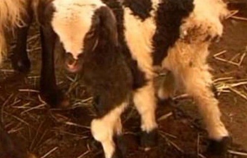 6-legged-lamb