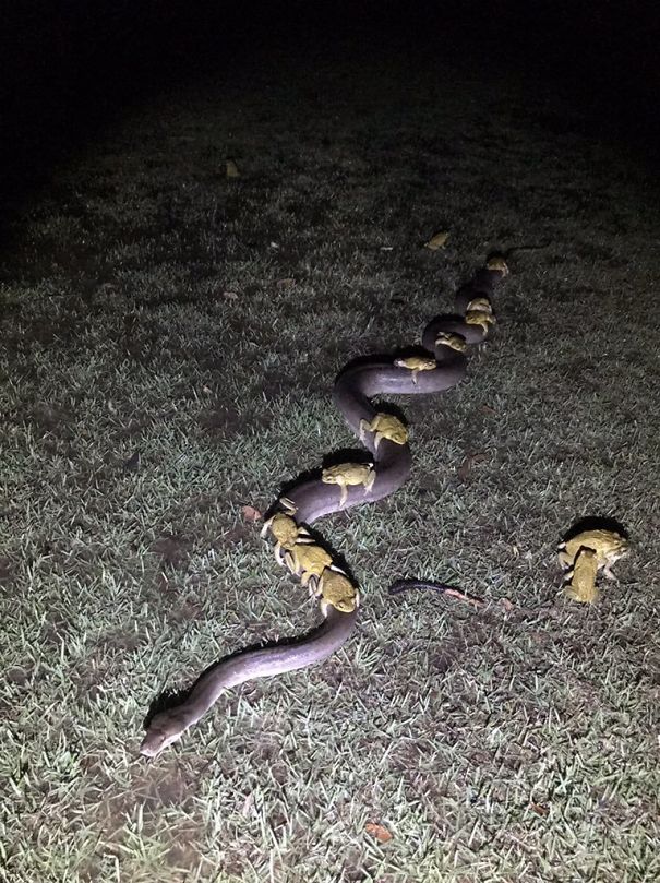 frogs riding a snake