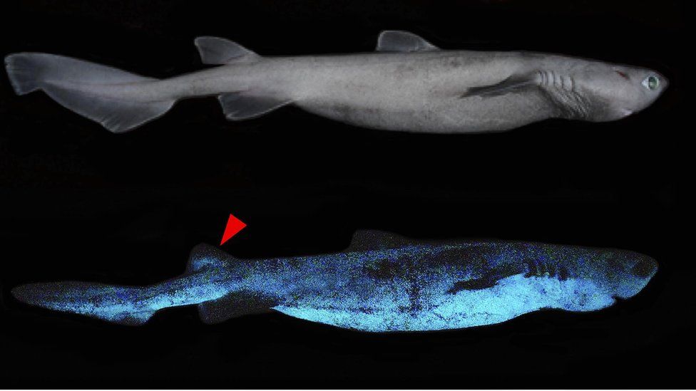 glow-in-dak luminous shark