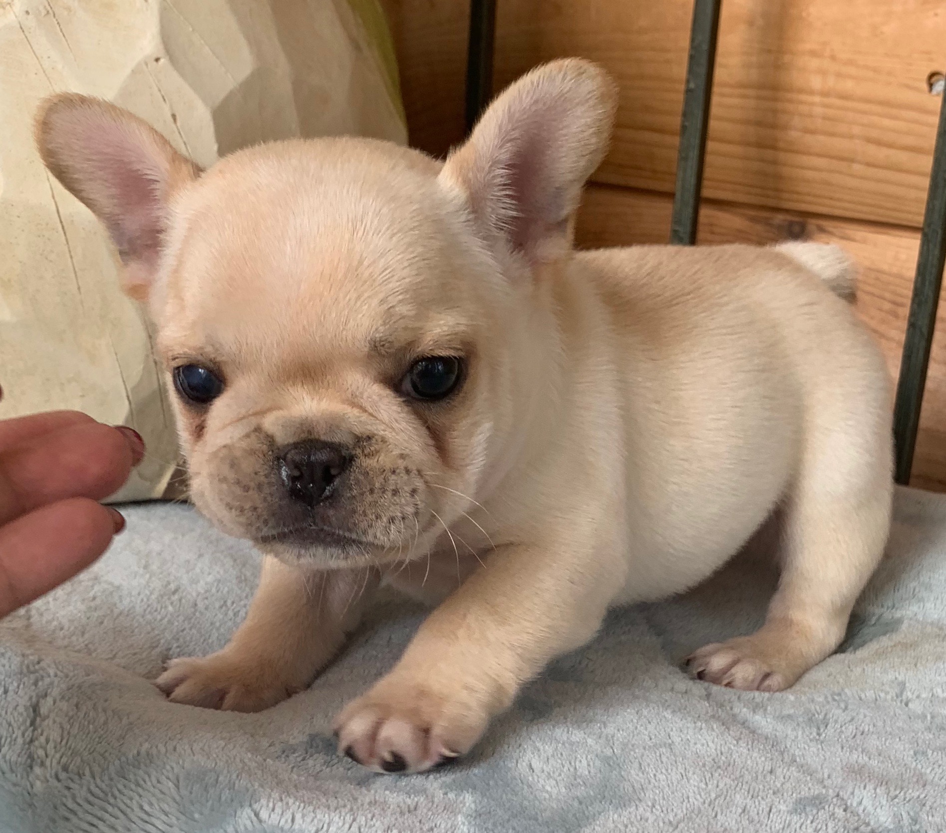 I take pride in our health and dedication for the betterment of the french bulldog breed. Cream Male French Bulldog Yuki Sold The French Bulldog