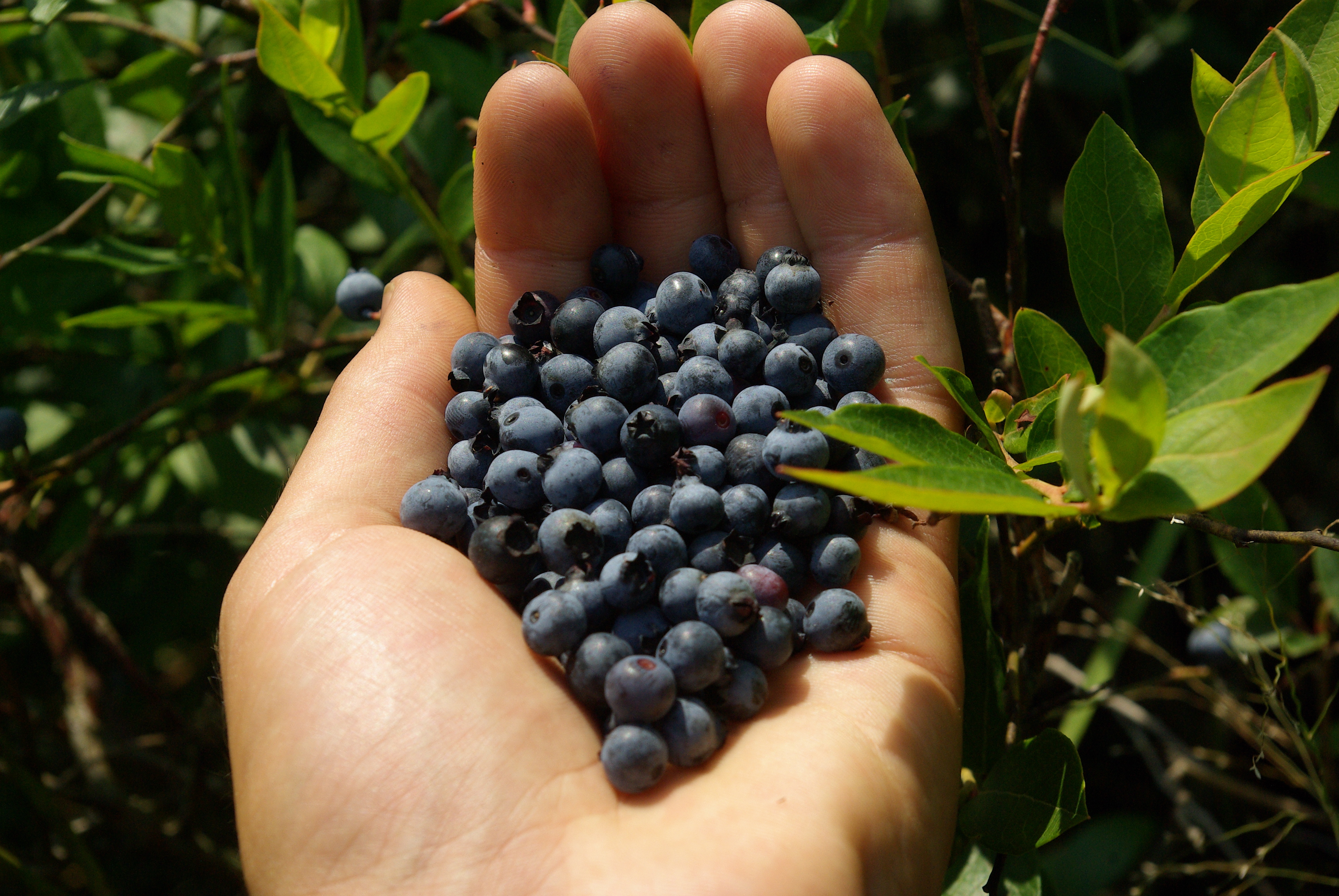 Wild Blueberries 6 Things You Probably Didn T Know Lowbush blueberry grows on acidic soils with pH ranging from 28 to 66 but reportedly thrives on soils with a pH of 42 to 52 7097157.