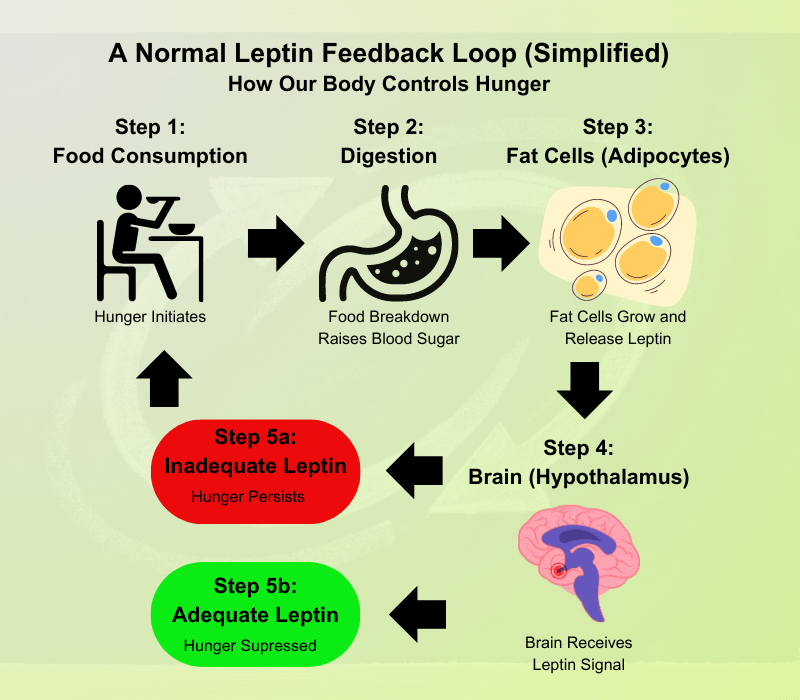 A flowchart detailing how our body's hunger system normally operates