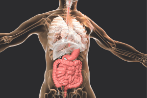 The Digestive System