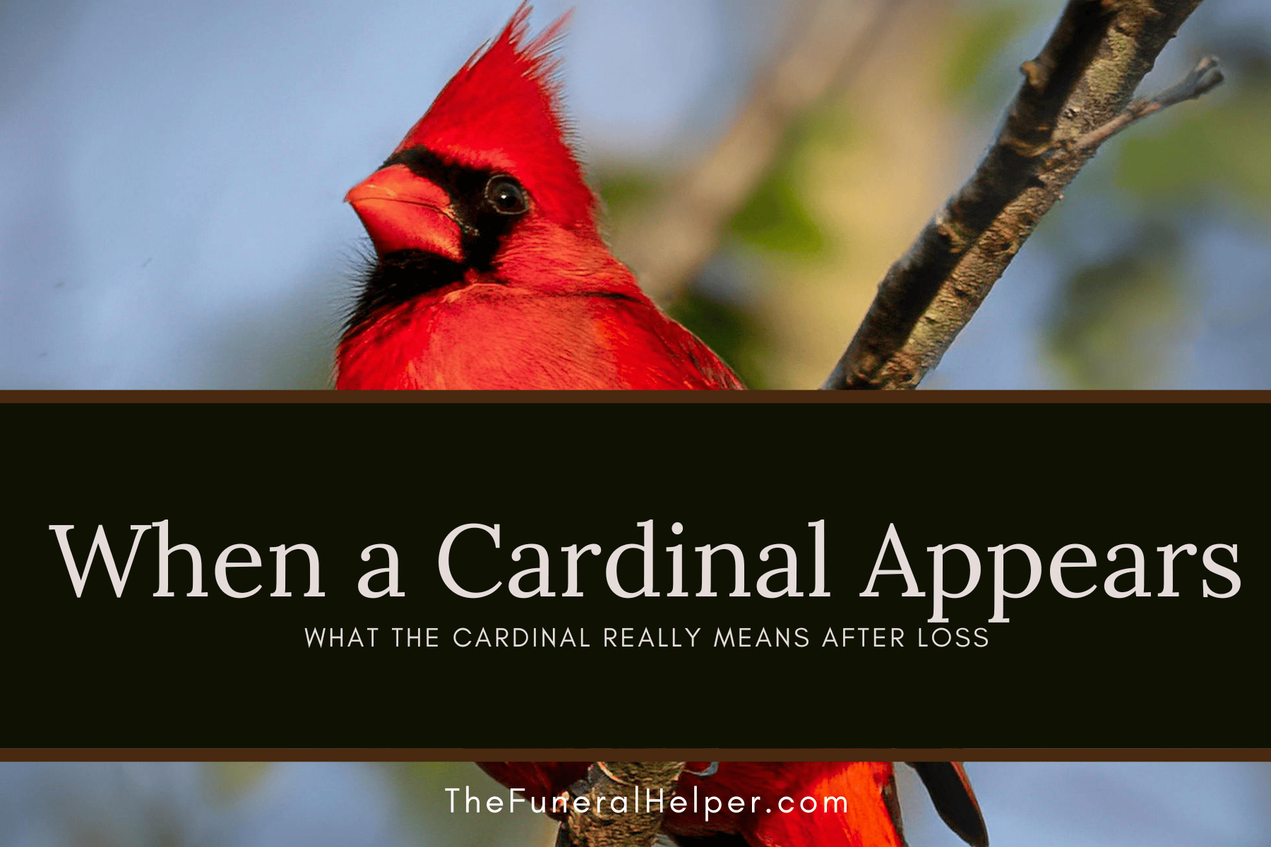 When a Cardinal Appears: What the Cardinal Really Means After Loss