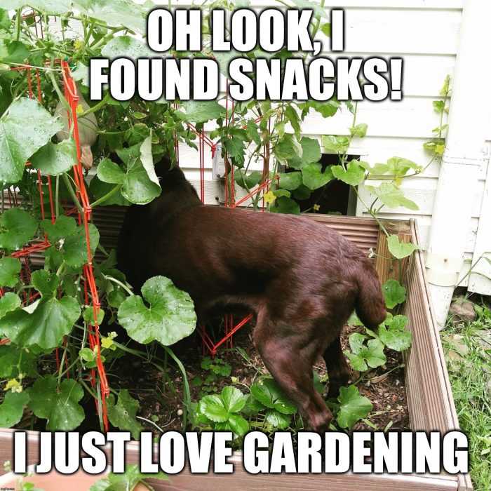 Behold the funniest memes of all time, the creme de la creme of internet humor. 30 Home Gardening Memes For A Good Thyme | The Funny Beaver