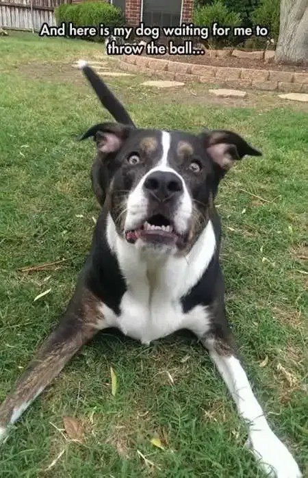 39 super hilarious pictures lol funny