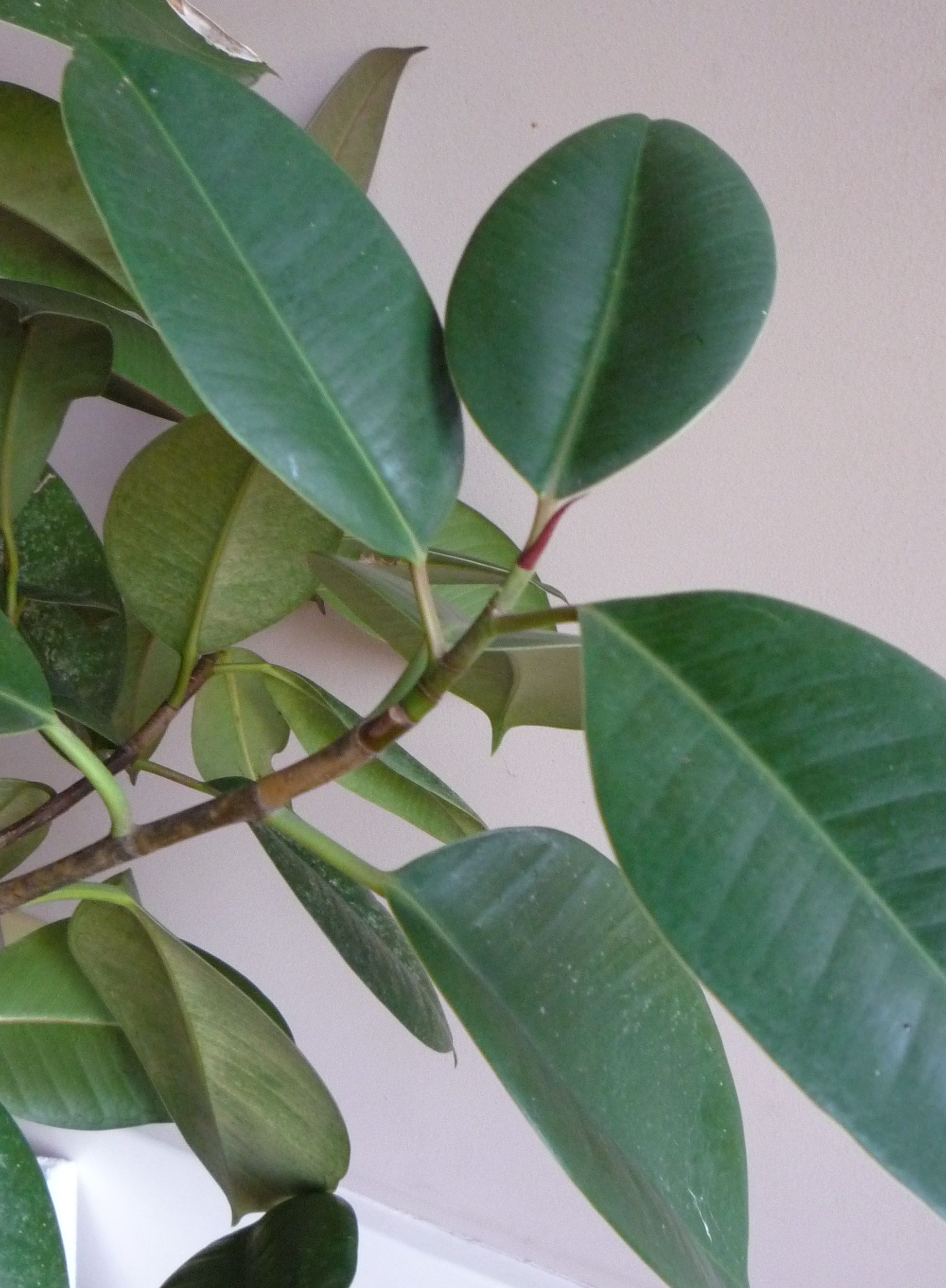 Rubber tree can bounce back