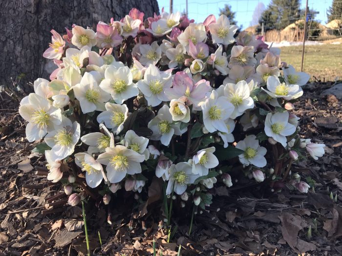 Image of Hellebore shade perennial